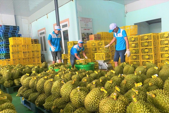 Yêu cầu 'hỏa tốc' thông quan cho nông sản