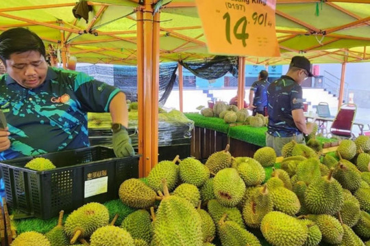 Cuộc chiến sầu riêng: Malaysia chuyển hướng sang đường bộ để quyết vượt Thái Lan