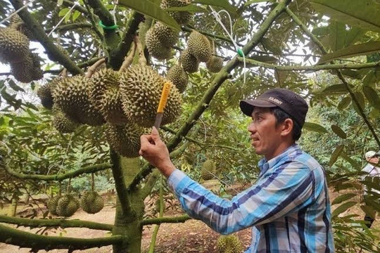 Độc đáo nghề 'nghe tiếng ăn tiền': Mỗi ngày kiếm cả triệu bạc giữa vườn cây