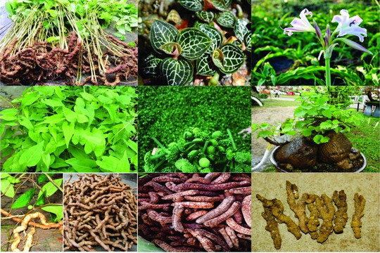 Việt Nam muốn biến 'kho dược liệu' hơn 5.500 loài thành ngành kinh tế chiến lược tỷ đô