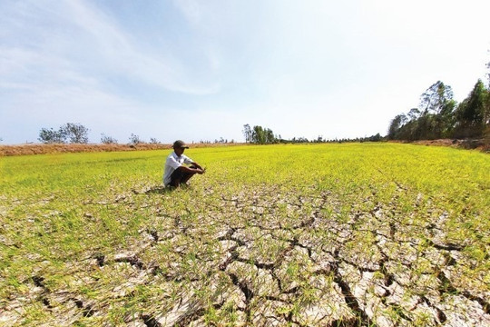 Mất ăn mất ngủ trước nguy cơ 'siêu El Nino' nhắm thẳng 350.000 ha lúa tại Đồng bằng sông Cửu Long
