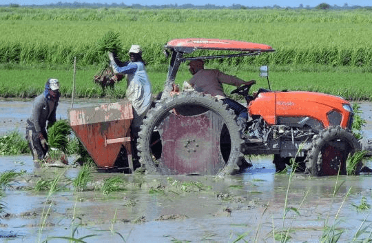 Việt Nam mang công nghệ mới sang Cuba, người dân chứng kiến điều chưa từng thấy trên cánh đồng lúa