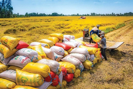 Giá gạo xuất khẩu phục hồi, Việt Nam chịu sức ép cạnh tranh từ Ấn Độ