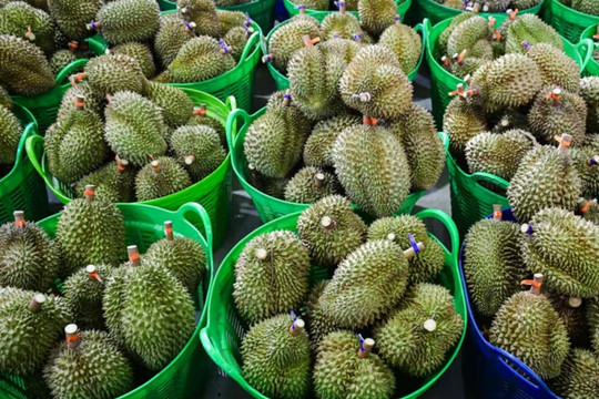 Bắt Thứ trưởng Nông nghiệp và Môi trường Hoàng Trung