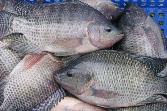Loại cá giá chỉ từ 40.000 đồng/1kg được bán đầy chợ ở Việt Nam, protein cao hơn cá hồi, được Nhật Bản nhập khẩu thu mua để làm sushi và sashimi