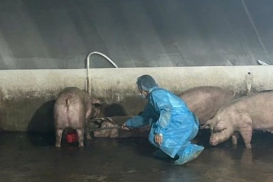 Hàng trăm con heo nghi 'dính' chất cấm Salbutamol