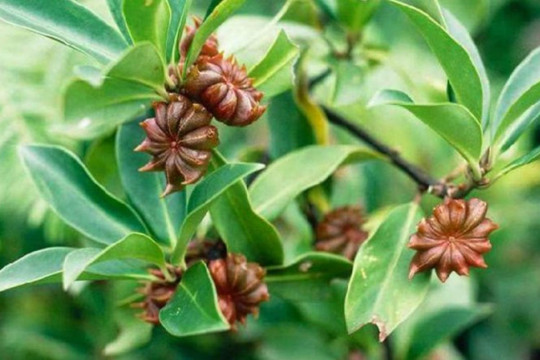 Báu vật nấp dưới tán rừng xứ Lạng đắt ngang sầu riêng nhưng cả thế giới chỉ hai quốc gia trồng được