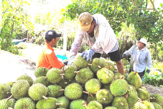 Mã số vùng trồng sầu riêng: Cách nào tránh cảnh 'cha chung không ai khóc'?