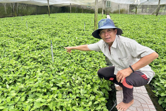 Từ bỏ 2ha lúa, lão nông Cần Thơ đổi sang trồng loại cây ngày nào cũng bán, thu 400 triệu/năm