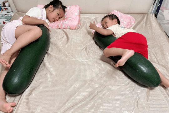 Lời khuyên cho những người biến bí đao thành gối ôm làm mát