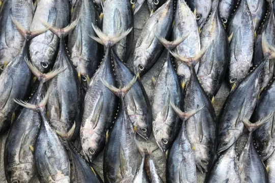 Từng bị lép vế trước nhiều mặt hàng thủy sản, siêu thực phẩm giàu protein hơn cá hồi này vừa âm thầm mang về nửa tỷ USD cho Việt Nam