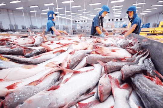 Từ mức thuế gần 0 USD/kg, cá tra Việt Nam bất ngờ bị Mỹ tăng thuế hơn 440%