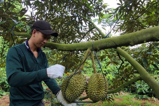 Nông dân xã này ở Đắk Lắk ‘lên đời’ nhờ trồng ‘cây tỷ đô’, cứ ra đường là gặp đại gia