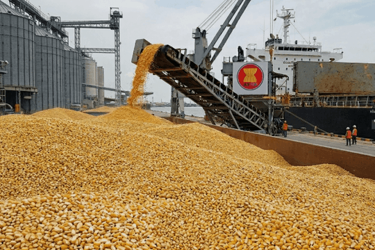 Thái Lan bất ngờ ‘hủy kèo’ mua 600.000 tấn ngô từ ASEAN chỉ sau 3 ngày: Chuyện gì đã xảy ra?