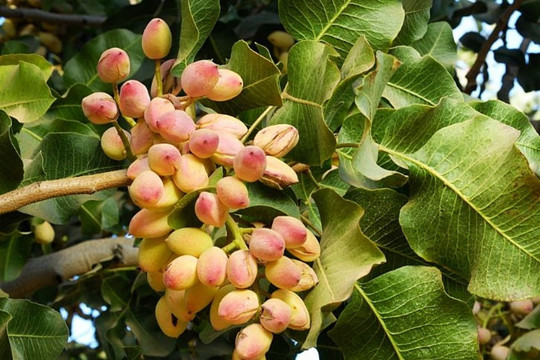 Không sở hữu vùng trồng thương mại nào đáng kể, Việt Nam vẫn thu về hàng trăm triệu USD từ một loại hạt đang khan hiếm trên toàn cầu