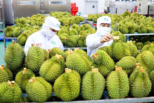 Loạt nông sản Việt bị ‘tuýt còi’ ở EU, doanh nghiệp phải làm gì?