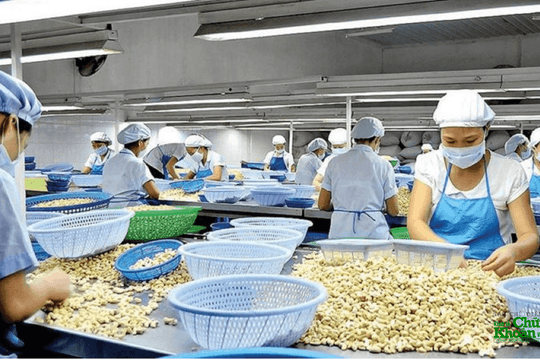 Hạt điều Việt Nam giữ ngôi số 1 tại Mỹ, một chủng loại tăng gần gấp 3