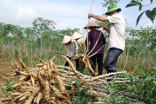 Từng chật vật vì rớt giá, vựa nguyên liệu khổng lồ của Việt Nam bất ngờ thu gần nửa tỷ đô chỉ nhờ thay đổi một công đoạn sau thu hoạch