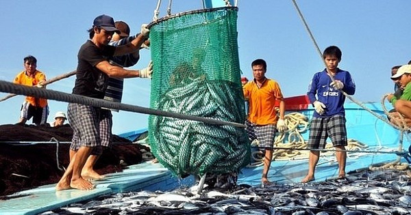 日本は12月からベトナムの魚介類のIUU漁業を正式に規制する