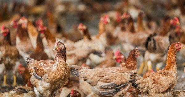 馬來西亞允許從 10 月 11 日起恢復雞肉出口