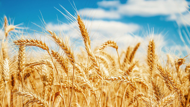 Liên Hợp Quốc tìm cách đưa ngũ cốc Ukraine quay trở lại thị trường