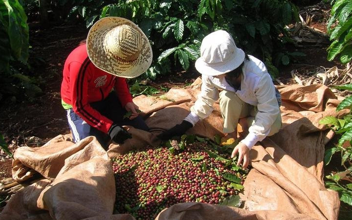 10 tháng, xuất khẩu cà phê đạt kỷ lục gần 3,3 tỷ USD