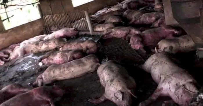 Thái Bình: Trang trại lợn hơn 200 con bị sét đánh chết 