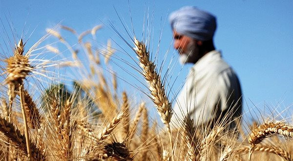 Ukraine: Sản lượng ngũ cốc có thể giảm ít nhất 50% trong 2023