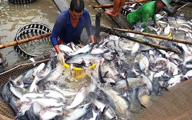 Người nuôi cá tra “lãi đậm” vì giá bán tăng