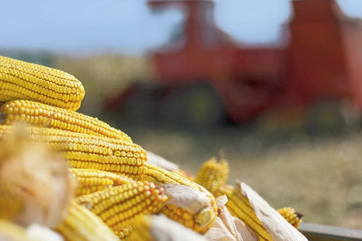 Nga tạo điều kiện cho xuất khẩu ngũ cốc từ Ukraine qua Biển Azov