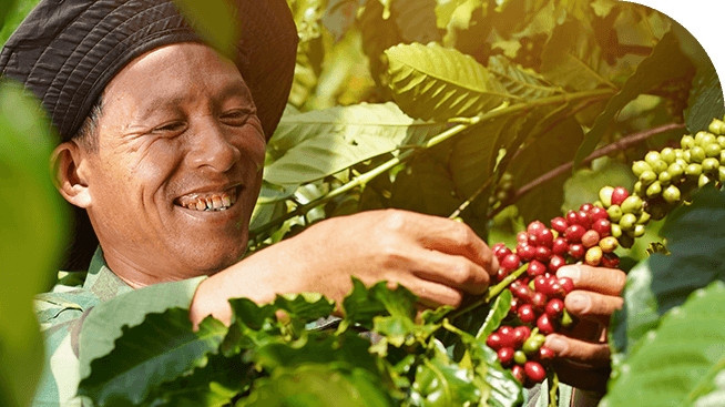 USDA: Sản lượng cà phê toàn cầu bật tăng 6,6 triệu bao niên vụ 2022 - 2023