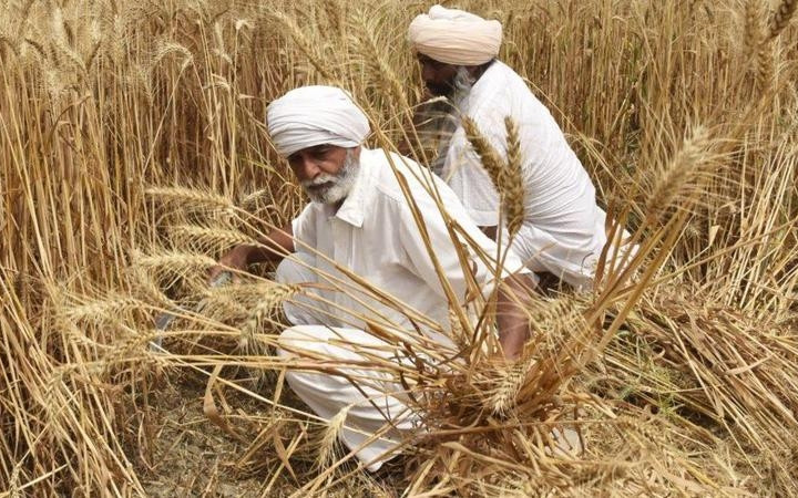 Ấn Độ xem xét gia hạn lệnh cấm xuất khẩu lúa mì
