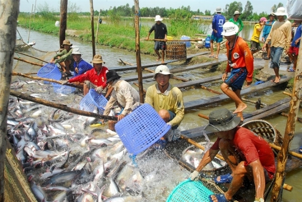 Trung Quốc khôi phục hoạt động sản xuất, giá cá tra bất ngờ tăng mạnh