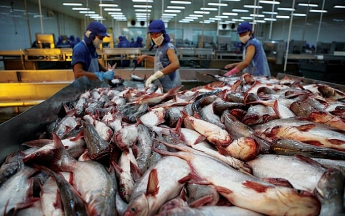 Xuất khẩu cá tra Việt Nam sang Brazil lao dốc gần 80%