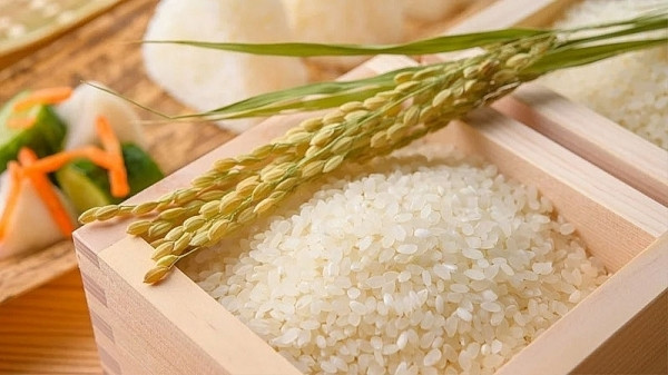 Giá lúa gạo hôm nay 16/3: Gạo xuất khẩu tăng 5 USD/tấn