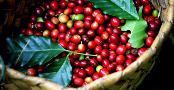 ICO: Giá cà phê lập đỉnh mới trước áp lực thâm hụt nguồn cung