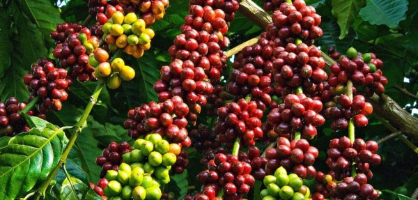 Giá cà phê hôm nay 25/5: Quay đầu giảm 700 đồng/kg