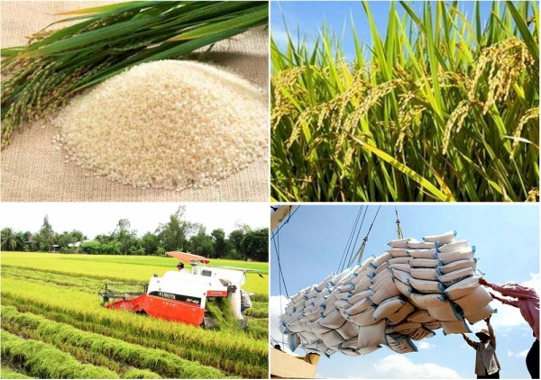 Sau lệnh cấm của Ấn Độ, giá gạo xuất khẩu của Việt Nam đang "tăng từng ngày"