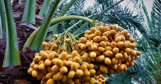 Loại quả "quý" bán đầy ở chợ Việt, sang Dubai được ví ‘hạt ngọc sa mạc’, giúp hạ đường huyết rất tốt