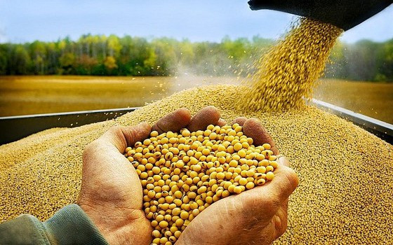 Doanh nghiệp chăn nuôi cần làm gì khi nguồn cung đậu tương từ Mỹ bị thu hẹp?