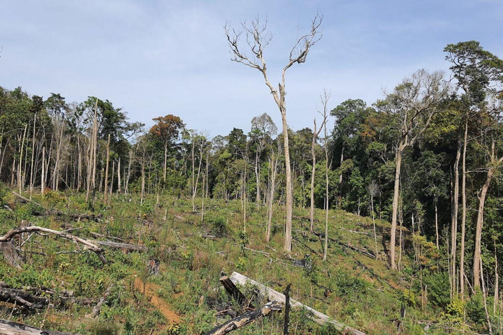 Lộ diện loạt dự án mất rừng tại Kon Tum, 6 dự án có dấu hiệu vi phạm hình sự