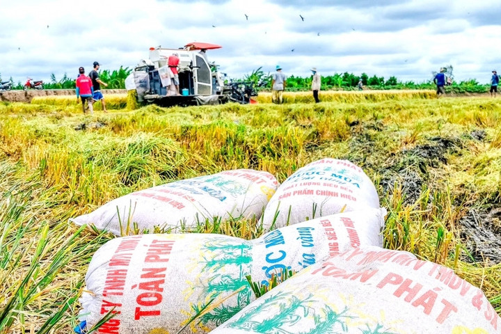 Gạo Việt quay đầu giảm giá vẫn đắt nhất thế giới, gạo Thái Lan tăng mạnh