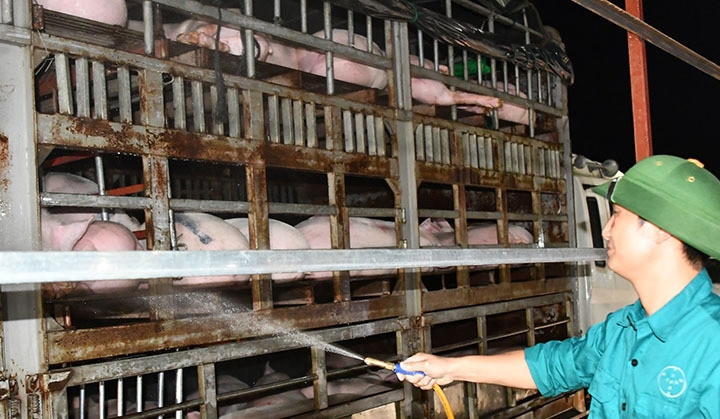 Mỗi đêm 6.000-7.000 con lợn nhập lậu đổ về, người chăn nuôi cầu cứu Thủ tướng