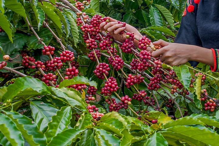 Một doanh nghiệp cà phê tuyên bố phá sản, nông dân 'khóc ròng' khi ký gửi trăm tấn hàng