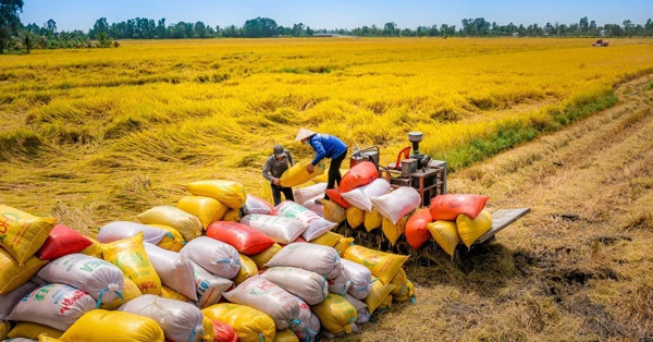 Hơn nửa năm ‘thăng hoa’, giá gạo Việt lao dốc