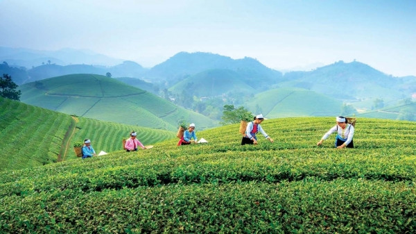 Tỉnh là 'đệ nhất danh trà' sắp lên thành phố trực thuộc Trung ương, hút hơn 11 tỷ USD từ vốn ngoại