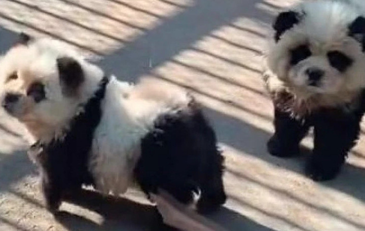 Vườn thú Trung Quốc dùng chó giả gấu trúc câu khách gây phẫn nộ