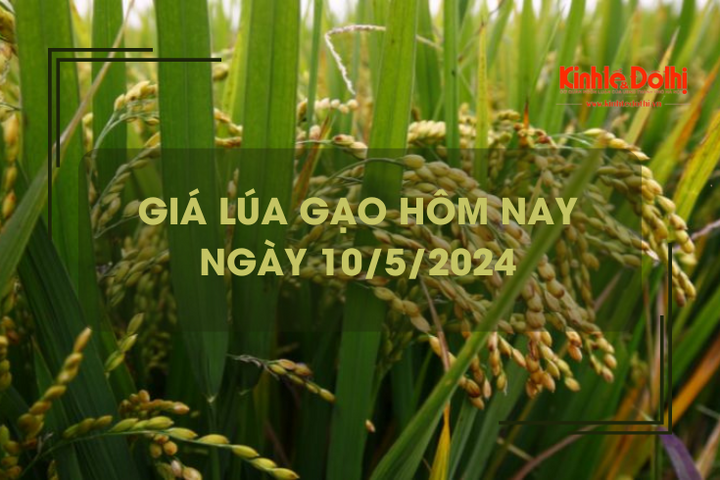 Giá lúa gạo hôm nay 10/5/2024: giá gạo tăng giảm trái chiều