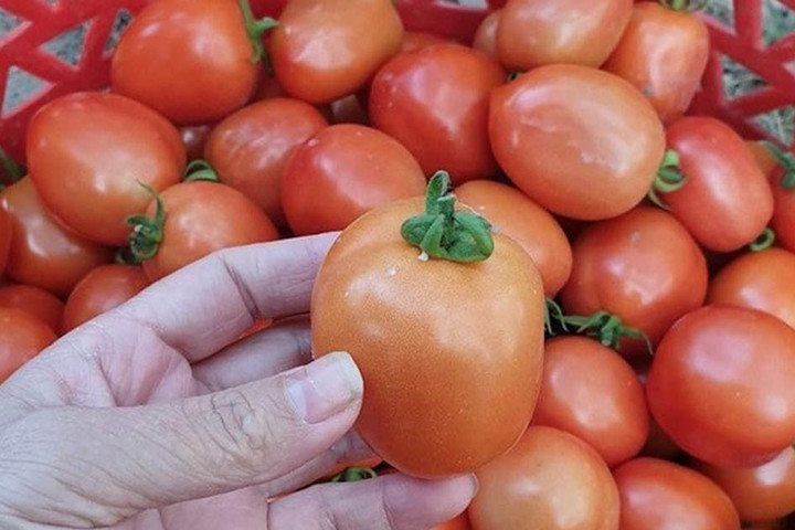 Cà chua đắt hơn quýt Úc, sầu riêng mini Thái siêu rẻ