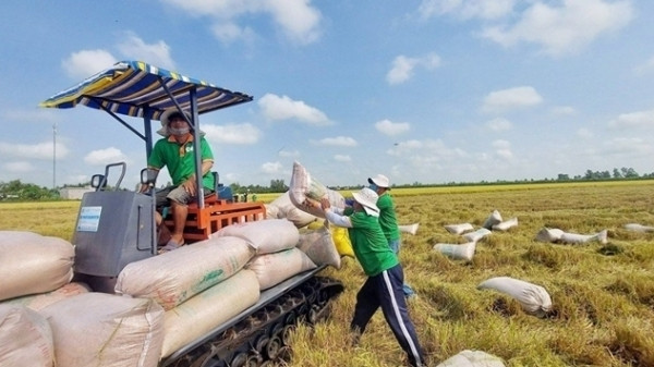 Sản lượng gạo toàn cầu được dự báo lập kỷ lục mới, Việt Nam tăng nhập khẩu gạo nhiều nhất thế giới